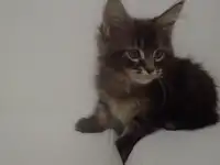 Мейн Кун, фотография 9