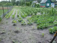 Дача с красивым, уютным домиком и большим огородом 12.4 сот. в СТ Сосновый бор-2, фотография 9