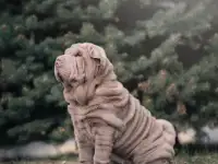 щенки шарпей, фотография 2