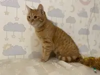 Рыжая кошечка котенок Мандаринка ищет дом и семью!, фотография 6
