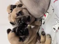 Щенки французского бульдога