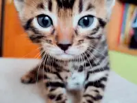 Бенгальские  котята, фотография 4