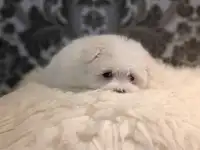 Мальтийской болонки щенки, фотография 2