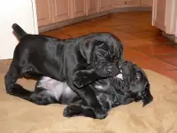 щенки кане корсо, фотография 3