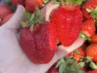 Саженцы клубники сорт Нанди, фотография 2