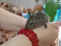 Белочки Дегу, фотография 2