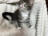 Котята мейн-кун