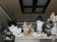 Мейн-кун котята!, фотография 4