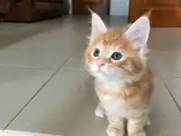 Котята, фотография 3