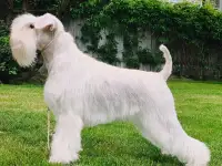 Цвергшнауцер белый, фотография 7