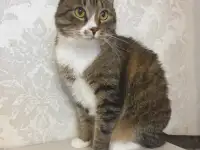 Лаврик в добрые руки