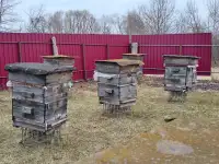 пчелиные корпуса