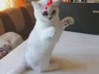 Британские котята, фотография 3