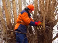 Обрезка деревьев и кустарников, фотография 4
