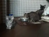 Котята, фотография 2