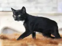 Котята в дар. Бесплатно в хорошие руки, фотография 4