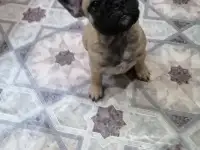 Французский бульдог