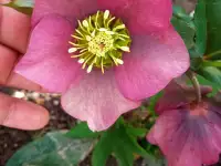 Многолетние цветы, фотография 9