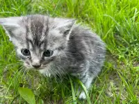 Котята в хорошие руки, фотография 2