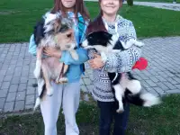 Собака 08.06.2022 г. р. в холке 35 см, фотография 2