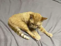 В ДАР КОТИК, фотография 4