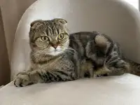 Шотландские котята, фотография 9