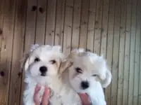 Животные, фотография 3