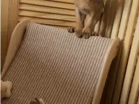 Абиссинский котёнок, мальчик 3 месяца, фотография 3