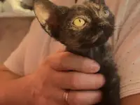 Девон Рекс котята, фотография 3