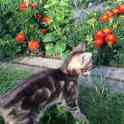 Веселые котята, фотография 2