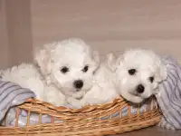 Щенки бишон фризе, фотография 3