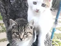 СРОЧНО! КРАСИВЫЕ КОТЯТА В ДАР!, фотография 2