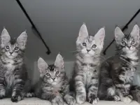 Мейн кун котята!, фотография 4