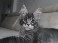 Мейн-кун котенок!, фотография 4