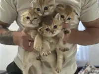 Котята шотландские окрас золотая шиншилла