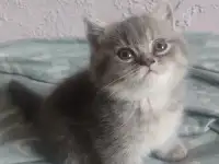 Скотиш страйт, фотография 3