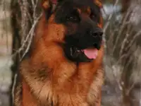 Щенки немецкой овчарки