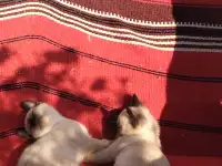 Котята мальчики и девочки ,воспитаны заботливой мамой,ходят на лоток, ласковые и игривые, фотография 5