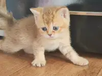 Шотландские котята, фотография 8