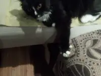 Котята, фотография 3