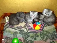 Персидские котята Экстремального типа чистокровные. Персы., фотография 2