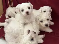 Продаются щенки породы Бишон Фризе