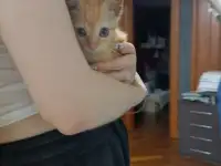 Отдам котёнка девочку, фотография 2