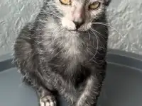 Ликой котята, фотография 5