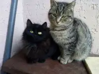 Котики в хорошие руки, фотография 3
