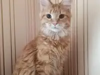 Кошечки