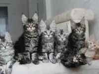 Мейн-кун котята, фотография 2