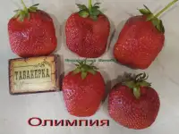 САЖЕНЦЫ КЛУБНИКИ - 50 сортов - купить в России - Псковская Брянская, фотография 10