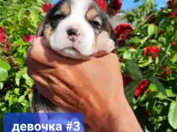 Щенки Бигля., фотография 4