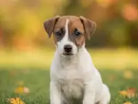 Щенки Джек Рассел из питомника